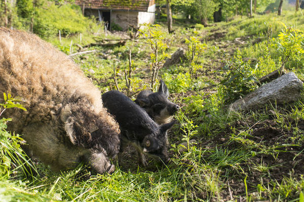Mangalitza Wollschweine - eine gefhrdete Nutztierart