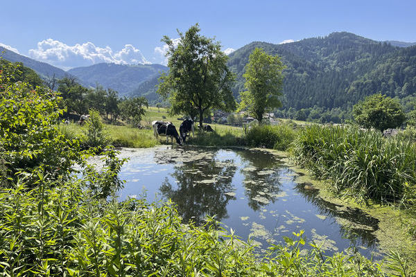 unsere Khe auf dem Weg zur Weide am Weiher