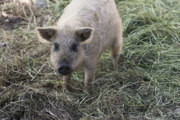 Nesthkchen Phillipa - unser blondes Wollschweinchen - Mangalitza