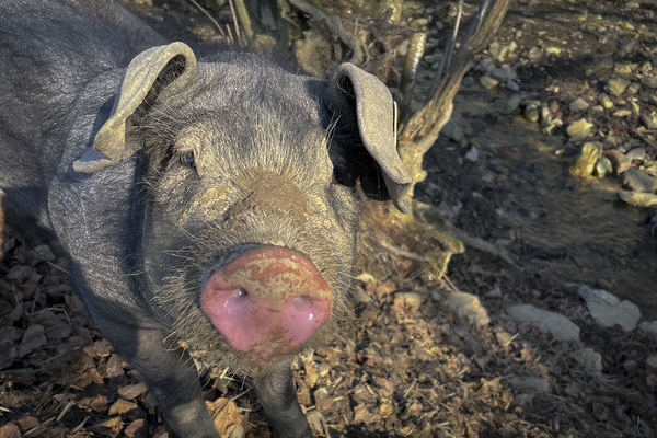 Maggie unsere Schwbisch-Hllische Sau